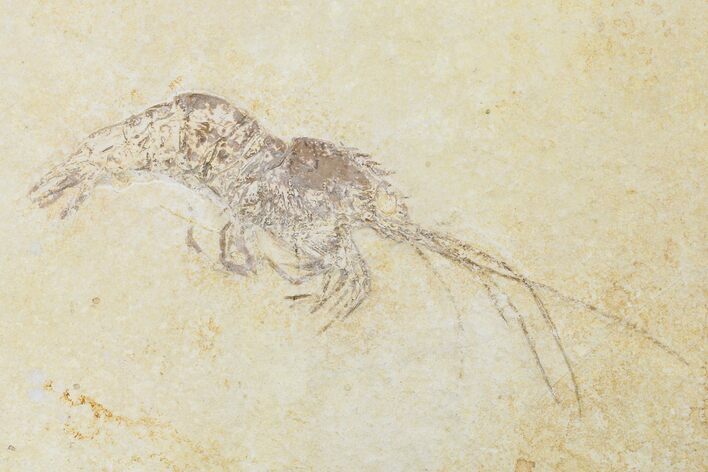 Large, Jurassic, Fossil Shrimp (Aeger) - Solnhofen Limestone #108918